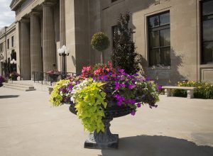 Commercial Grounds Maintenance